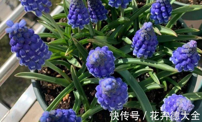 养护|适合秋季养殖的3种球根植物，阳台盆栽，2个月就开花，美极了