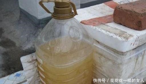 发财树最爱喝“2种水”，每月浇一点，叶片不发黄，绿得冒油光