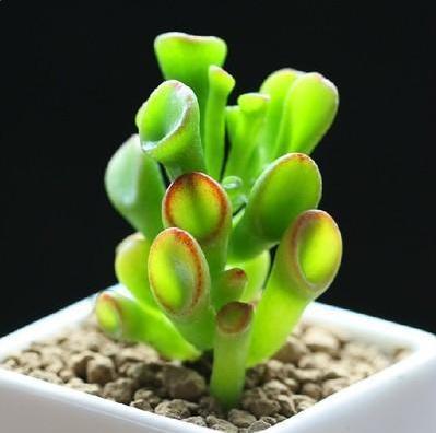 这种“植物”是懒人的最爱，有阳光就能爆盆，好养的不得了