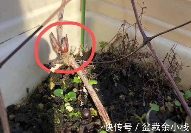 多菌灵|伏天太热了，五种花已经“睡觉”了，建议少水少肥