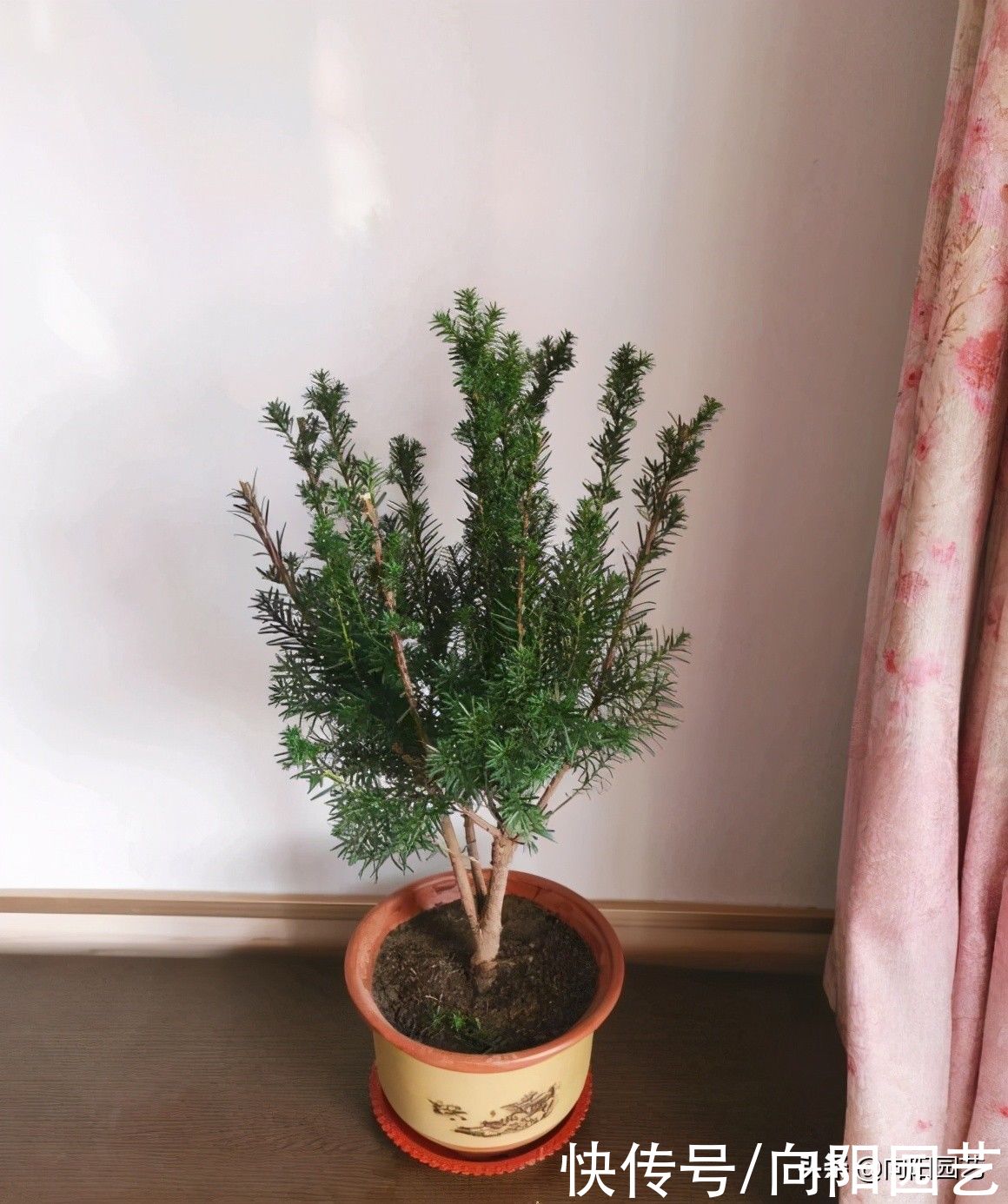 养了6年的红豆杉，结了红果子，家里养上一棵，留作观赏用