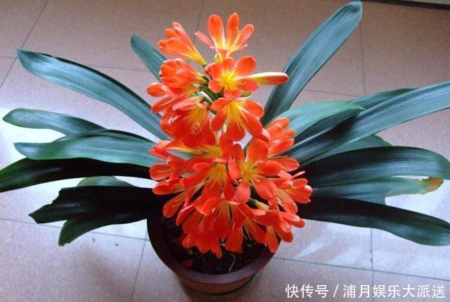 小窍门|养护君子兰,学会“3个”浇水“小窍门”,满盆长满“大白根”