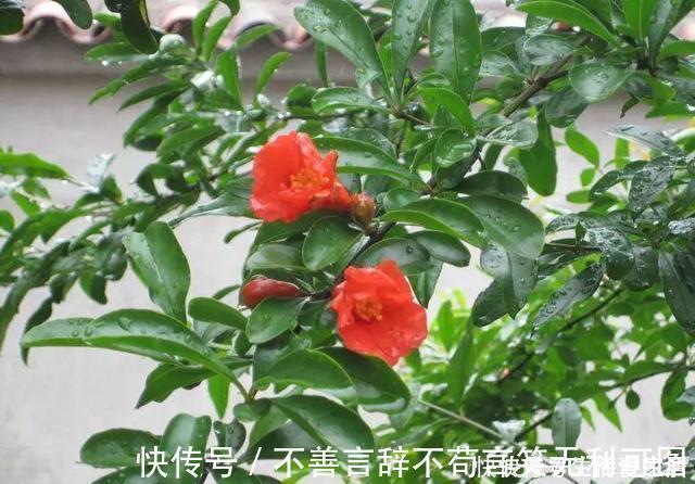 阳台上|还在苦苦养花吗?今年都流行种果树了,开完花就结果,味甜真不错