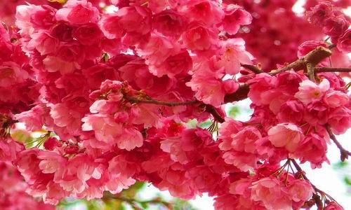 此花花色清新，淡淡的粉色是少女一样的花，是代表了希望的花