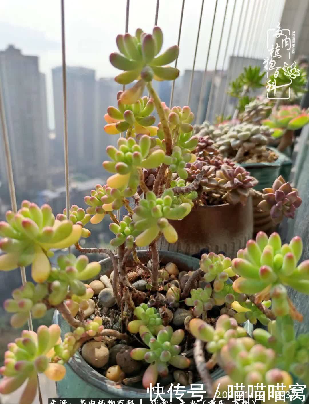 养肉多年,从未出坑过!养多肉是我最喜欢最坚持的爱好!