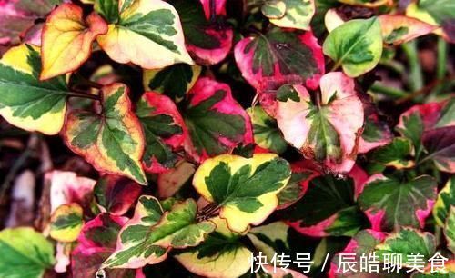 痛风|它是天然“痛风药”,早晚吃一点,尿酸“蹭蹭”降,痛风远离你