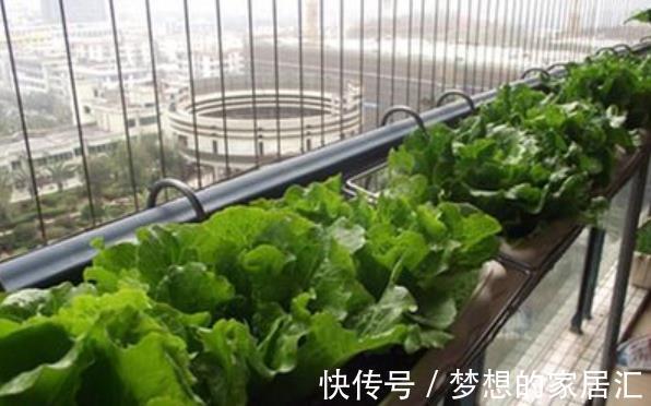 阳台上|真实的阳台种菜经历,翻车血泪史大放送