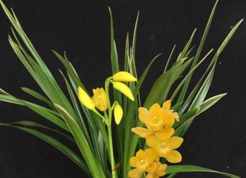  难得一见|难得一见的高颜值兰花，花色比金子还亮，香味扑鼻，花苞又大又多