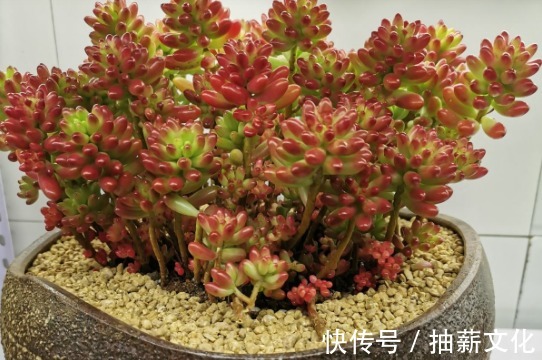 花箭|多肉开花后,赶紧剪掉,不然母株会死掉!