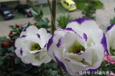 一种花沾土就能生根,冬天也能成活,每次开花大半年!