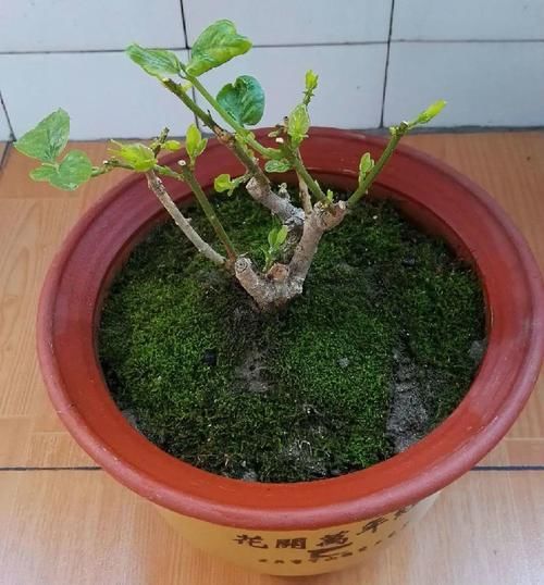 修剪|3种漂亮花，开完花快剪，浇一次肥，营养足，花开一茬接一茬