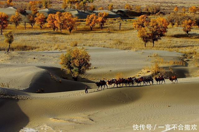 塔克拉玛干沙漠|中国在塔克拉玛干沙漠，投资上亿种下胡杨林，现在却成这般模样！