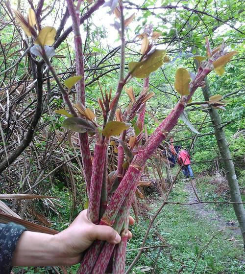 杂草|这种野草农民却当杂草除掉,吃过的人终身难忘,如今越来越少了