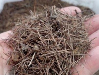 此种“小东西”自带酸性,肥力大,花盆里撒一把,治虫、不黄叶!