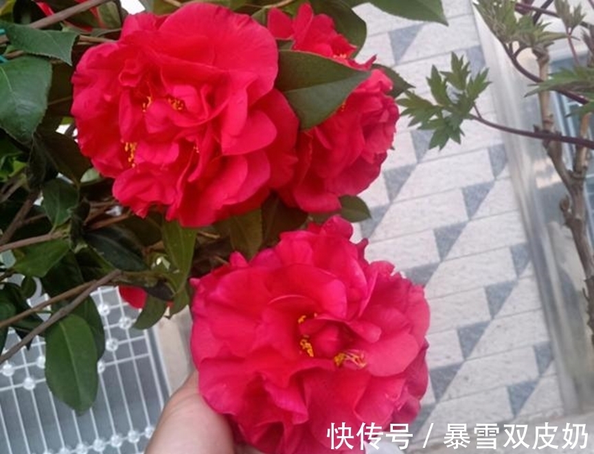 中国人|此花，温度越高越好闻，花色艳丽，花型超大，养护简单适合新手