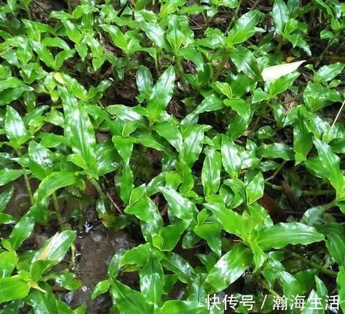 火草|它被称为“痰火草”,化痰消炎效果好,野外遇见,请别错过