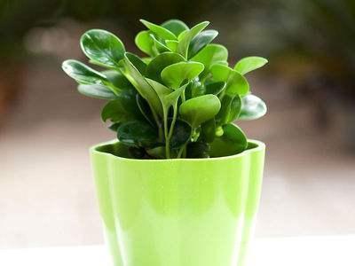 6种花,一长高就“变丑”,越矮胖越“漂亮”,要舍得剪!