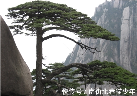 神奇力量|奇闻：有一棵松树，它大半的根径都生长在空中，竟千年不倒