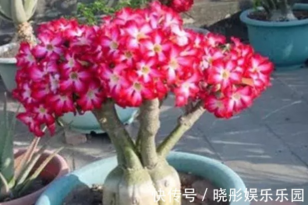 冬天养花手别贱,这些花一个冬天不浇水也旱不死,一浇水就死翘翘