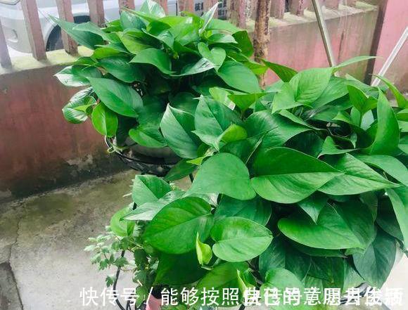矿泉水瓶|绿萝最爱喝的5种水,喝完长得贼快,叶子像刷了“绿油漆”