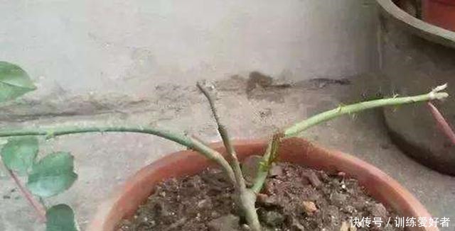 月季呼呼“冒笋芽”,4招护理好,条条枝粗壮,开花成倍翻!