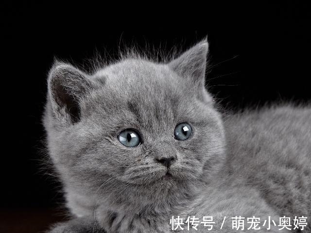 幼猫眼角有红色分泌物 幼猫眼角有红色分泌物
