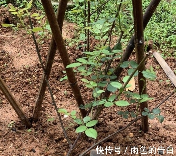 月季半死不活的吗,整顿的机会到了