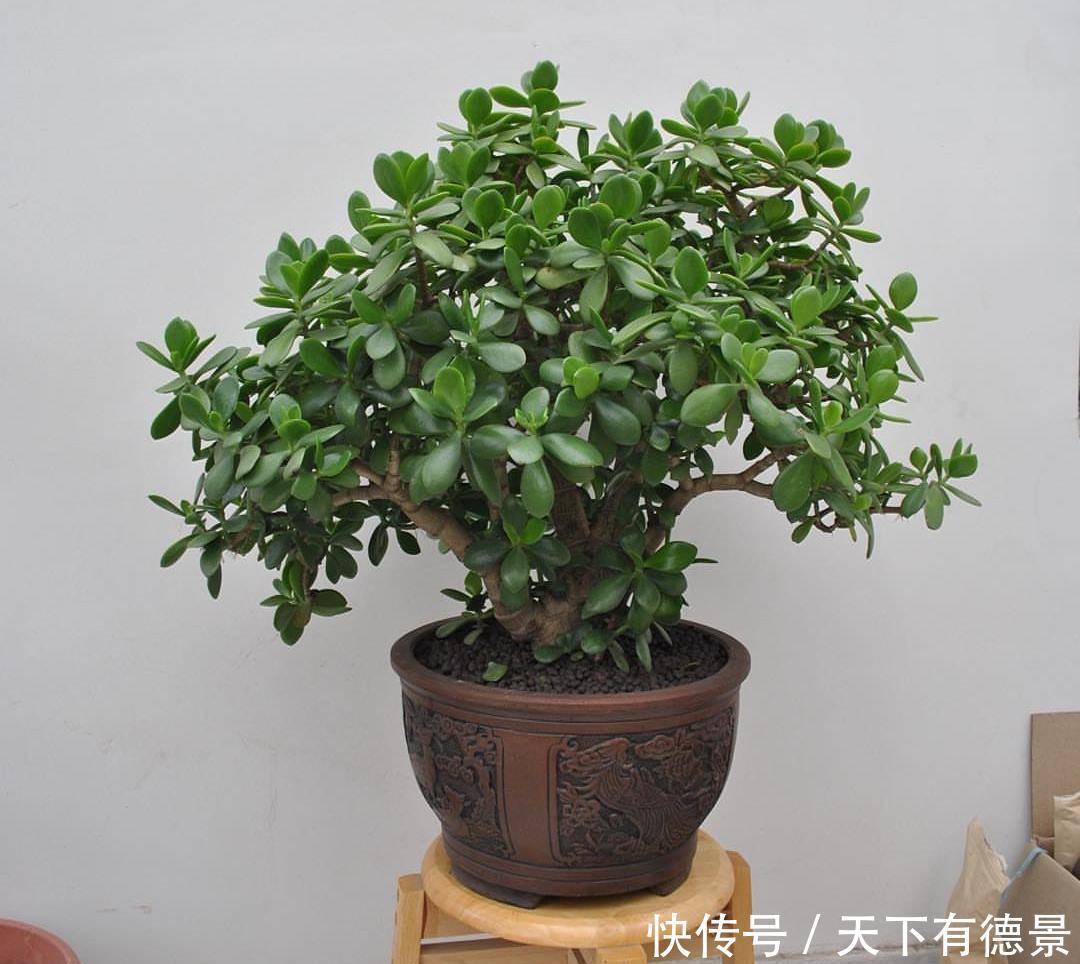 土壤|盆栽玉树,有“3要点”,四季都繁茂叶油绿,枝子更粗壮