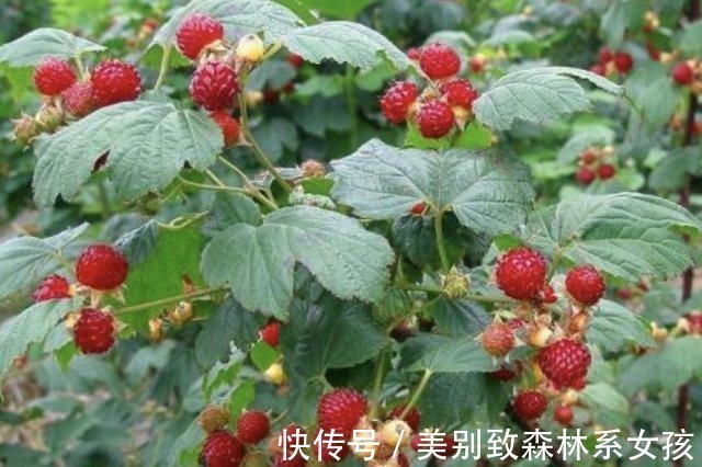 植株|路边的草丛里,1种野草珍贵,人称“地雷花”,下次见到别踩踏!