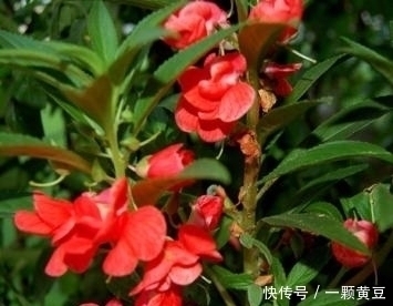 活血|路边无人问津的野花,是治咳嗽不止的良药,还活血祛湿,你认识吗