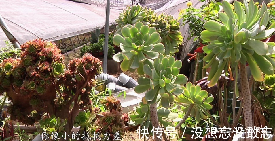 多肉植物|农村80后姑娘舍弃万元月薪,回老家大棚种这东西,没想到还很赚钱
