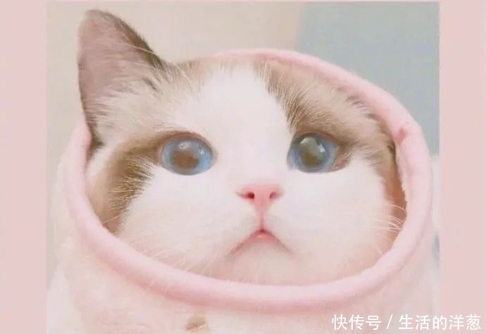 配不上|原来的壁纸已经配不上你的iPhone12了,快来换新的猫咪壁纸