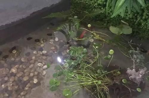 别墅|闺蜜家的自建房才花50W,还带私人花园、鱼塘,我真不信!