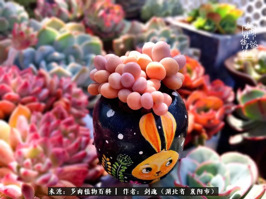 花盆|当美丽的多肉邂逅漂亮的手绘花盆,会是怎样的一种美