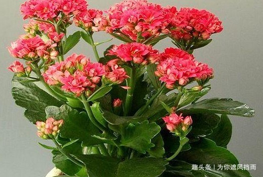 家养长寿花总是不开花学会这三个小技巧，轻松花开到明年