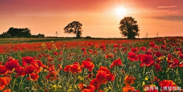 历史的教训:中国茶叶曾远销全球,如今却连1%的市场份额都不到