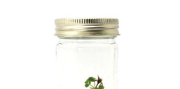 繁殖|兰花有几种繁殖方式?怎么用假鳞茎繁殖?