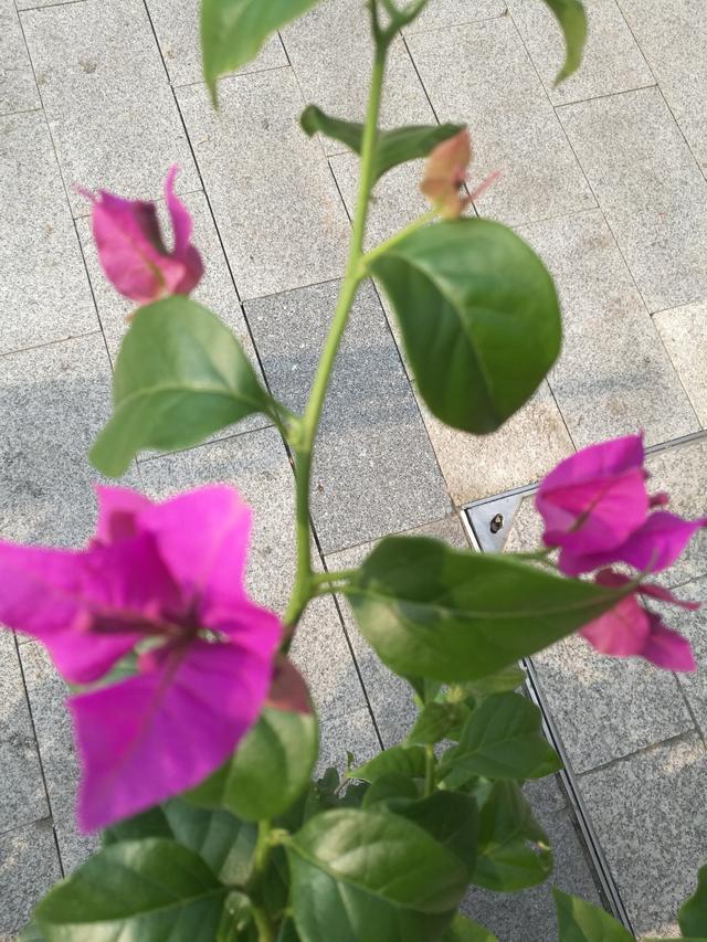三角梅不开花12字的养护技巧,让它马上变成开花机器