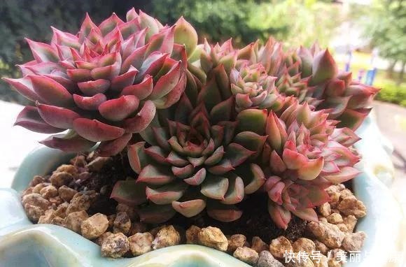 相见恨晚的“多肉爆盆法”,挑个心,切一刀,新芽多到溢出盆!