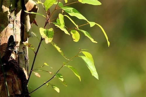 世界上最毒的植物,摸都摸不得,人站在树下躲雨都能中毒