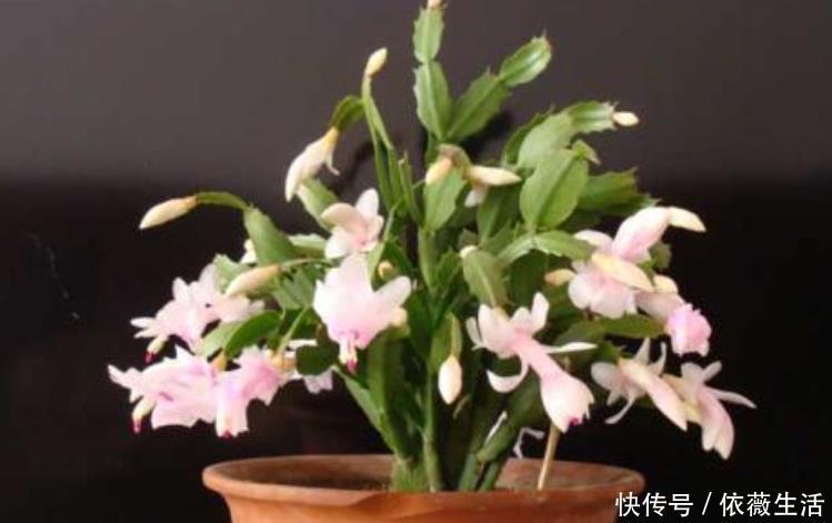 小齐|养蟹爪兰改掉3个“坏习惯”，叶片肥厚根系壮，一年开花好几次！