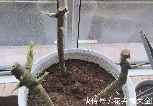 7种花,现在要砍头,冲天炮变成爆炸头