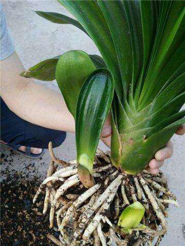 叶片|君子兰,即将“休眠期”,注意3个养护技巧,才能绿油油花苞多!