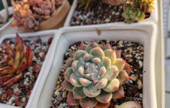 多肉冻伤了吗?一夜之间,全网大面积冻伤,只剩花盆,真悲惨