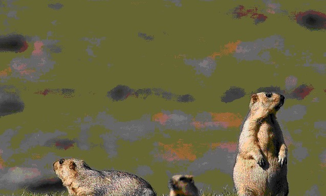 间接|明朝末年的大鼠疫间接导致了明朝的灭亡