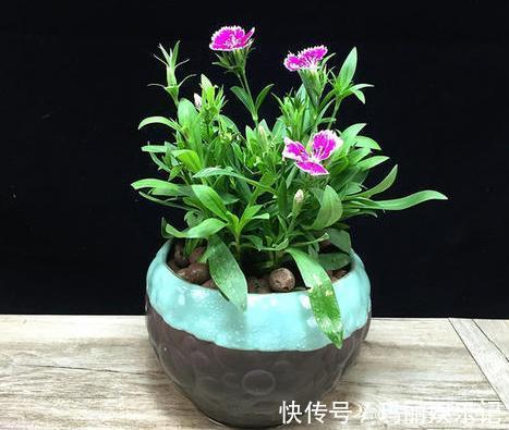 绿植|室内养殖花草，该注意哪些？挑选什么品种合适？