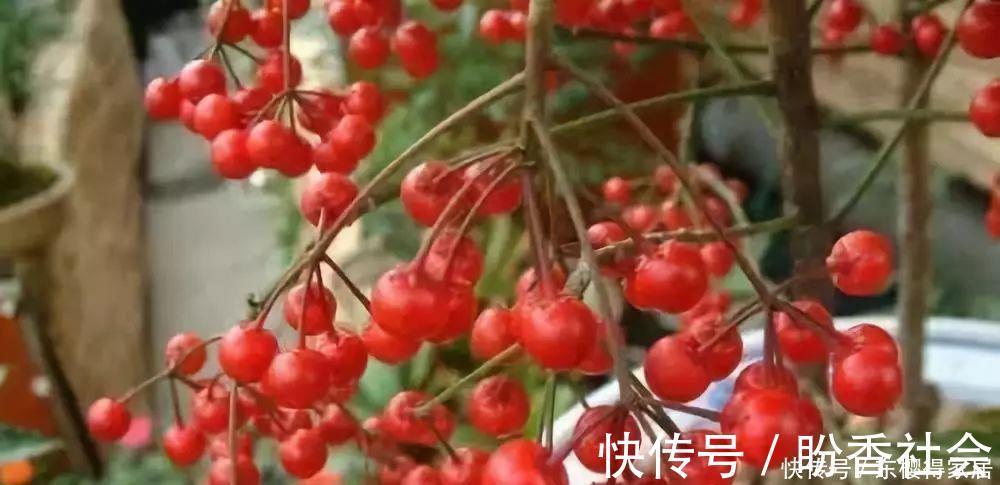 旺财又旺人的绿植,盘点8种超好寓意的盆花