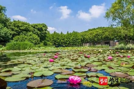 花卉|玄武湖水生花卉盛开，夏天的味道越来越浓