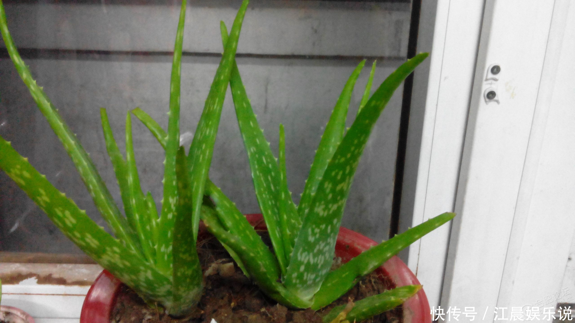 吊兰|出门最容易“捡到”的5种花,拿回家剪几刀,不花钱成好看盆栽