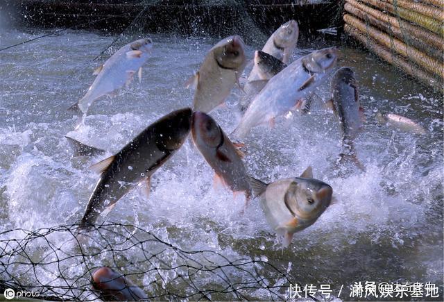 鱼在水面跳跃有5大原因，却不是因为缺氧，钓鱼时认清才会有收获